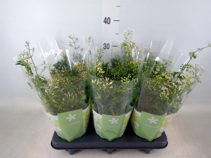 <h4>Jasminum polyanthum</h4>