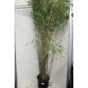 Fargesia 'Obelisk' P40