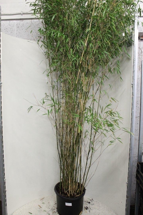 <h4>Fargesia 'Obelisk' P40</h4>