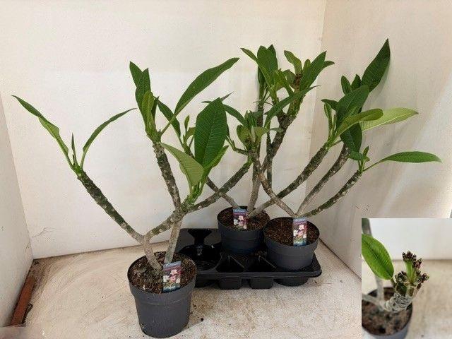 <h4>PLUMERIA HAW GEM</h4>