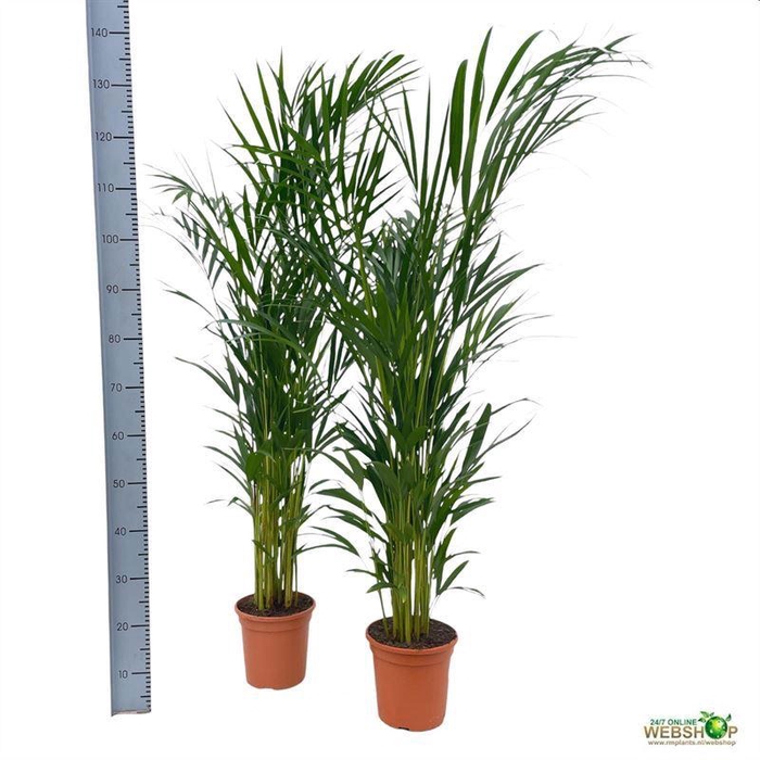 <h4>DYPSIS LUTESCENS</h4>