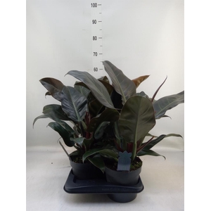 Philodendron 'Imperial Red'
