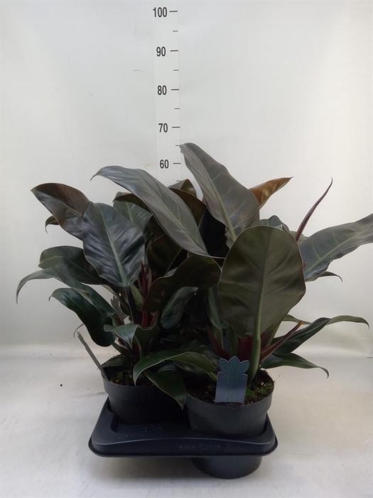 <h4>Philodendron  'Imperial Red'</h4>