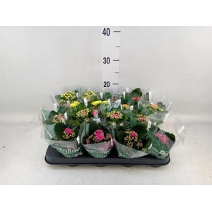 Kalanchoe blos. 'Rosalina'  ..mix 6