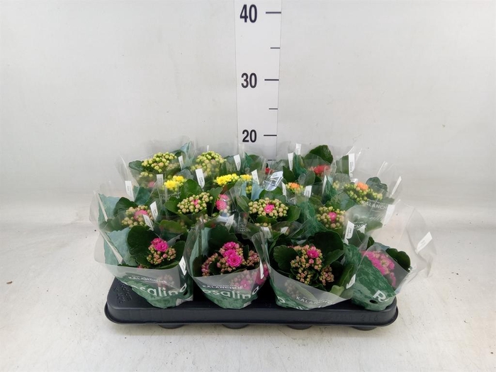 <h4>Kalanchoe blos. 'Rosalina'  ..mix 6</h4>