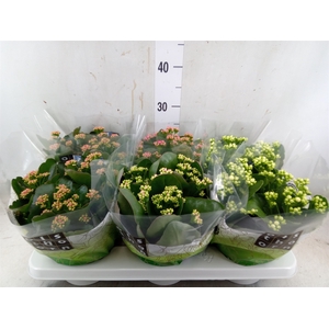 Kalanchoe blos.   ..rosebud mix  4