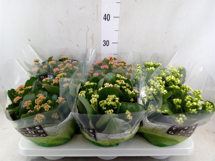 <h4>Kalanchoe blos.   ..rosebud mix  4</h4>