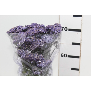 ACHILLEA LILAS