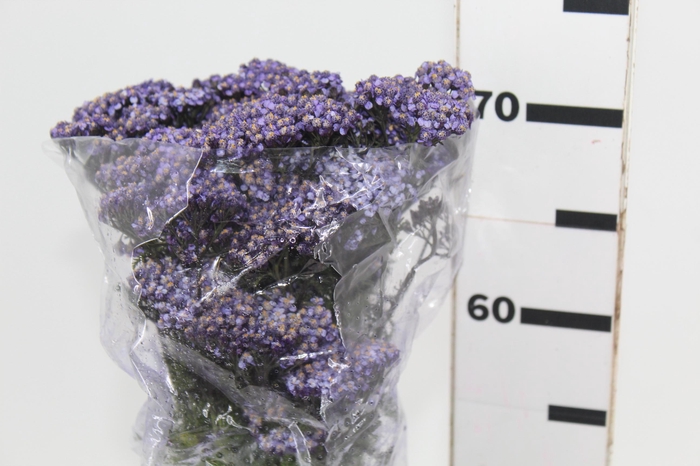 <h4>ACHILLEA LILAS</h4>