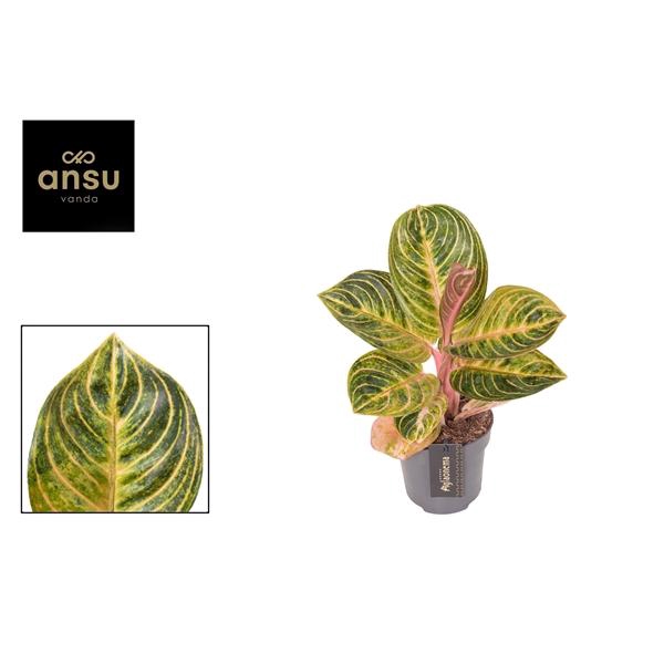 <h4>Aglaonema Tourmaline Gold</h4>