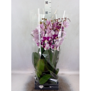 Phalaenopsis  'Ant Barcelona'