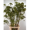 Foeniculum Vulgare