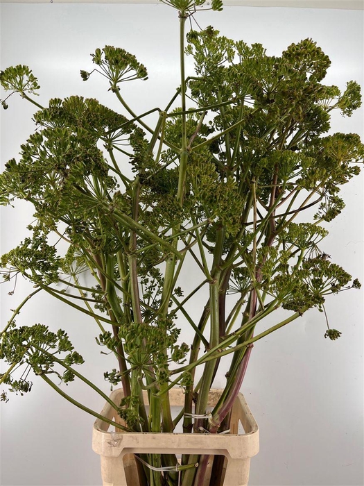 <h4>Foeniculum Vulgare</h4>
