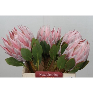 Protea Cynaroides Grande