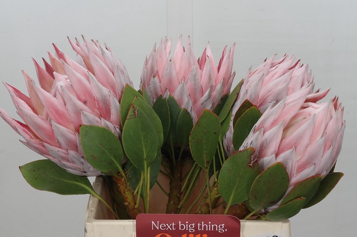 <h4>Protea Cynaroides Grande</h4>