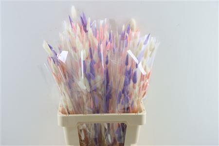 <h4>Dried Lagurus 50gr Spring Milka Mix</h4>