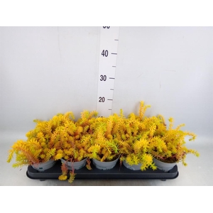 Sedum reflexum