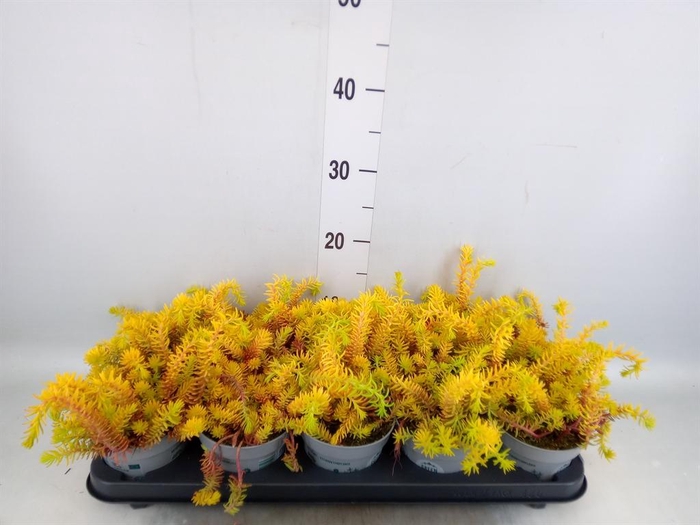 <h4>Sedum reflexum</h4>