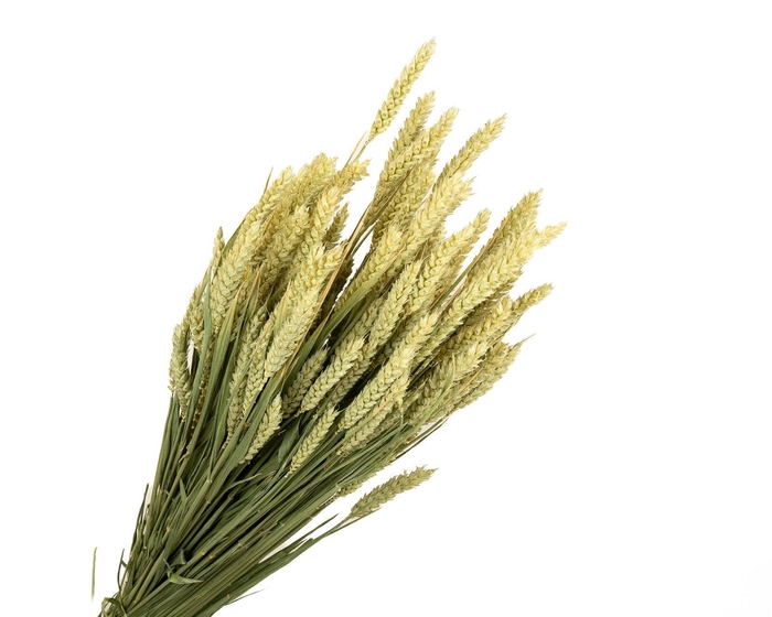 <h4>Tarwe Natural</h4>