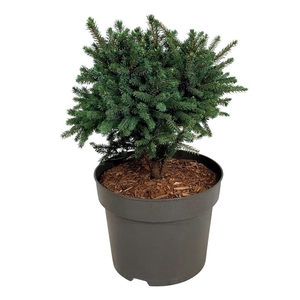 Picea gl. 'Echiniformis'