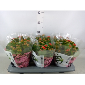 Kalanchoe  'RoseFlow Noelle'