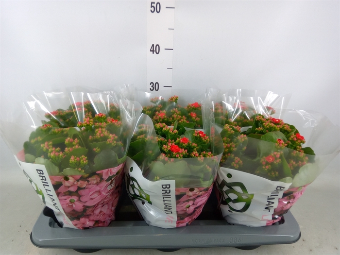<h4>Kalanchoe  'RoseFlow Noelle'</h4>