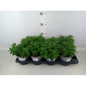 Mentha spicata