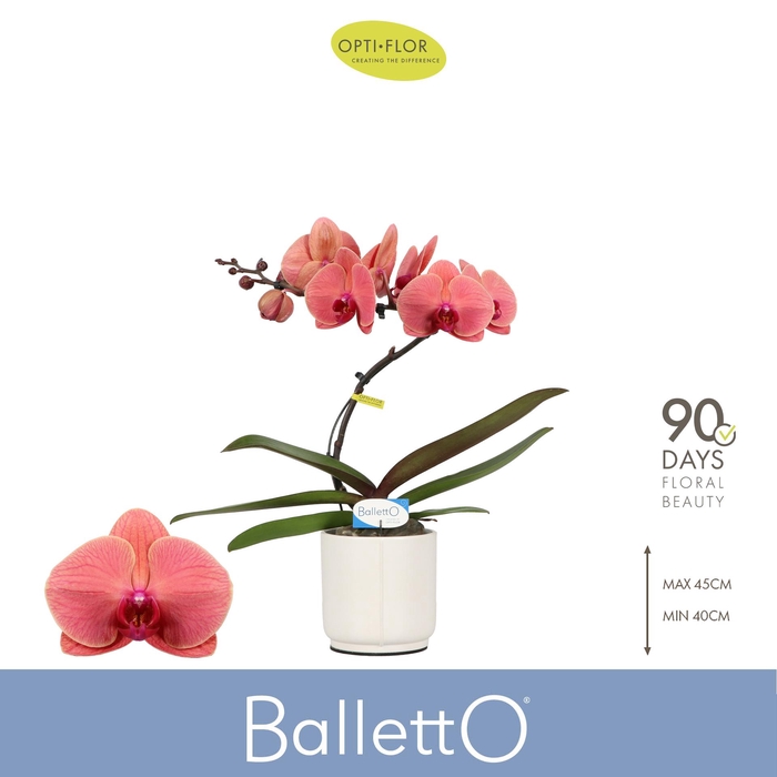<h4>Balletto Swirl 1 spike in Lazio White</h4>