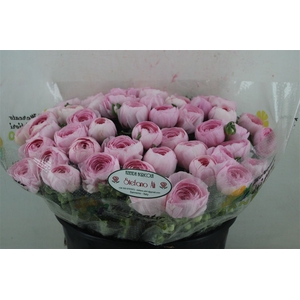 Ran Cloni Sup Lady Hanoi Pink