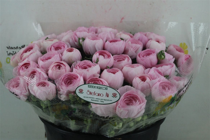 <h4>Ran Cloni Sup Lady Hanoi Pink</h4>