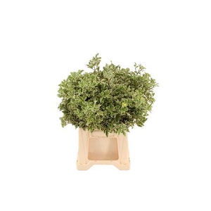 Pittosporum pb