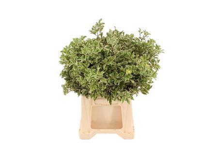 <h4>Pittosporum per bos</h4>