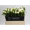 Paeonia Duchesse De Nemours