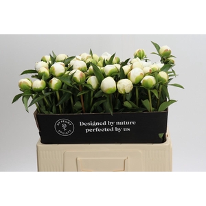Paeonia Duchesse De Nemours