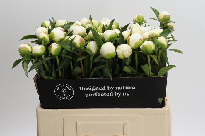 <h4>Paeonia Duchesse De Nemours</h4>