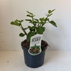 Ficus carica