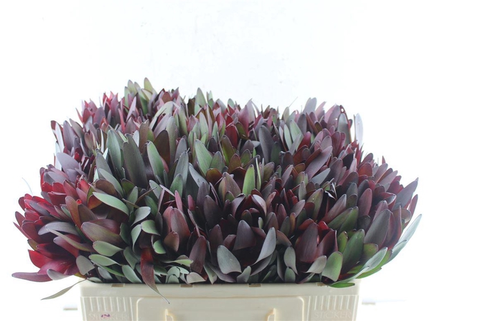 <h4>Leucad Saf Sunset</h4>