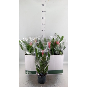 Aechmea fasciata 'Primera'