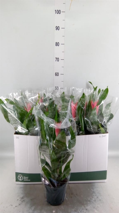 <h4>Aechmea fasciata 'Primera'</h4>