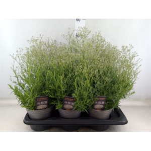 Gypsophila panic. 'Summer Sparkles'