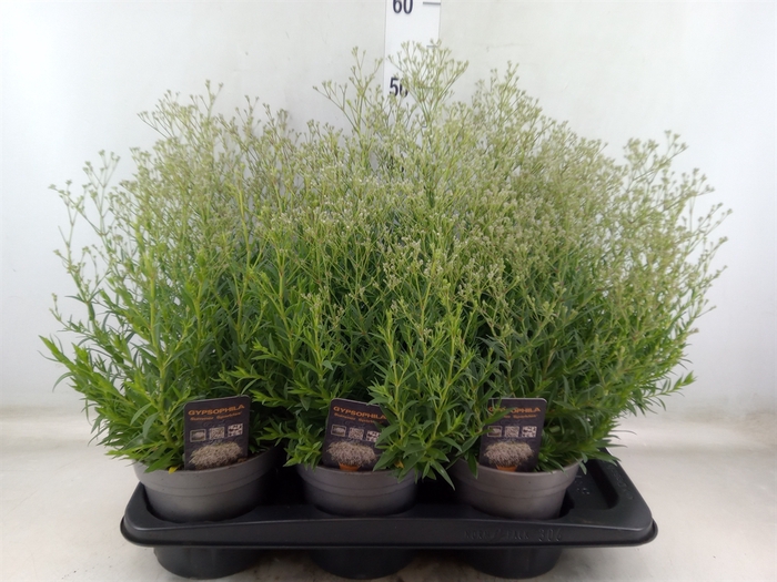 <h4>Gypsophila panic. 'Summer Sparkles'</h4>
