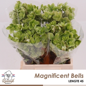 HELL  MAGNIFIC BELLS