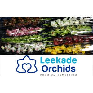 Cymbidium Mini Mix X8 Leekade