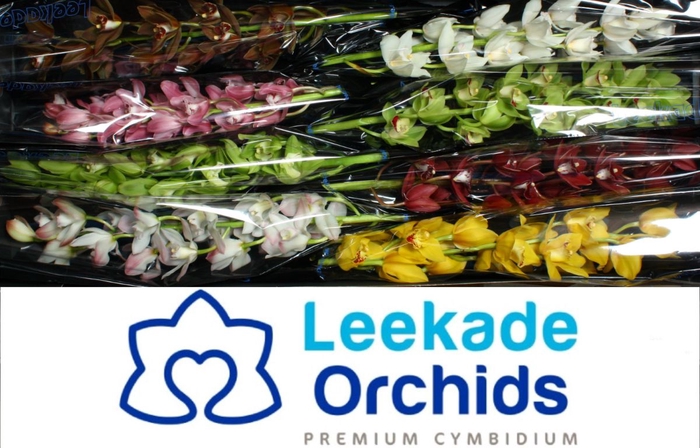 <h4>Cymbidium Mix Valentine</h4>