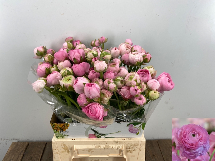 <h4>RAN EL PINK</h4>