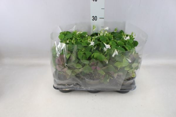 <h4>Oxalis   ...</h4>