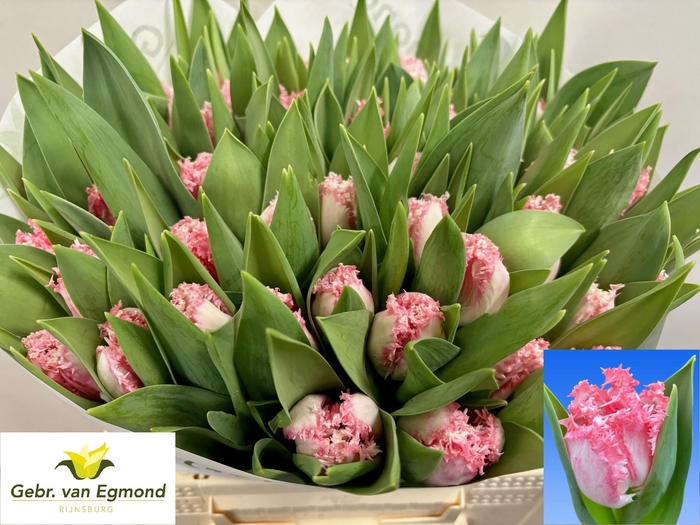 <h4>TU FR NEGLIGE</h4>