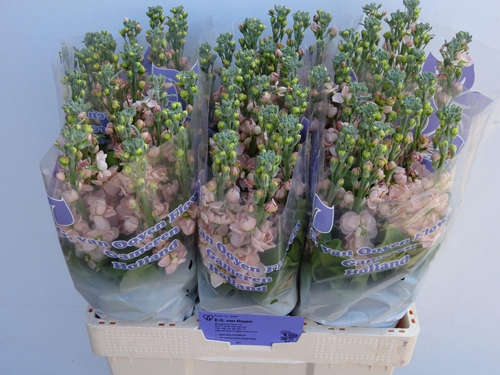 <h4>MATTH MILLA SALMON</h4>