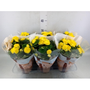 Begonia elat. HL 'Nadine'