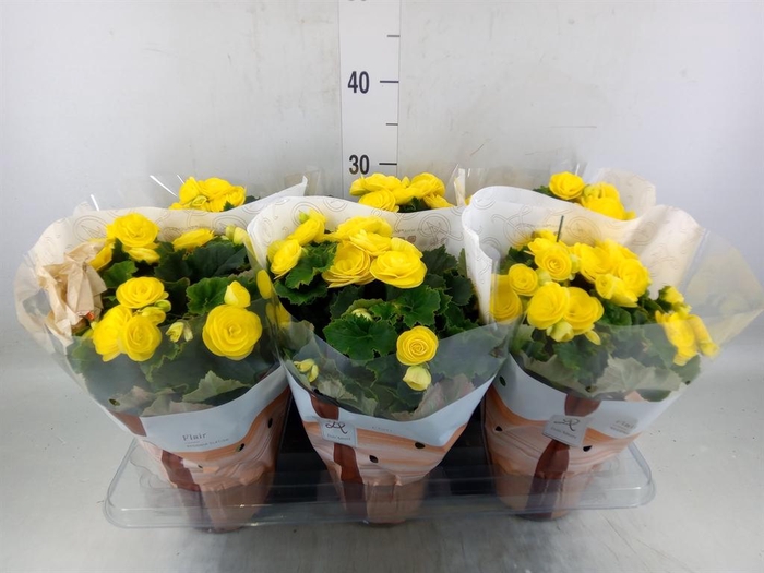 <h4>Begonia elat. HL 'Nadine'</h4>